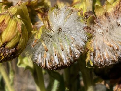 Senecio isabelis, photographed by Fabien Anthelme