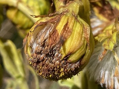 Senecio isabelis, photographed by Fabien Anthelme