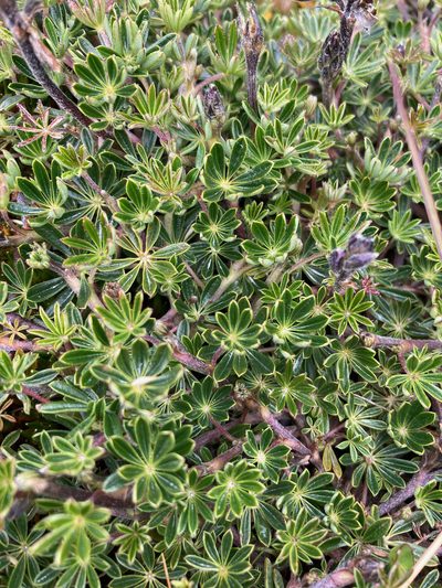 Lupinus colombiensis, photographed by Fabien Anthelme