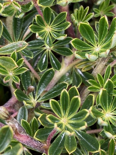 Lupinus colombiensis, photographed by Fabien Anthelme