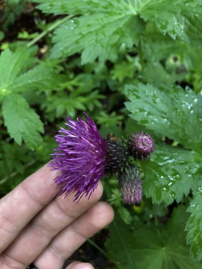 Cirsium waldsteinii, photographed by Conrad Altmann