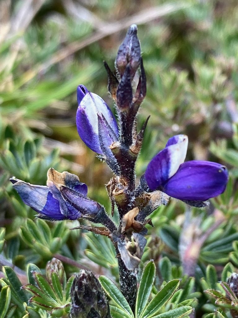 Lupinus colombiensis, photographed by Fabien Anthelme