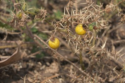 Solanum virginianum, photographed by Dinesh Valke