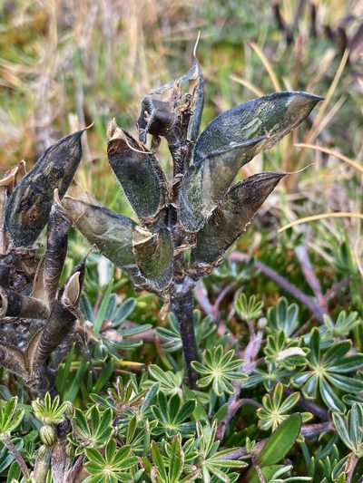 Lupinus colombiensis, photographed by Fabien Anthelme