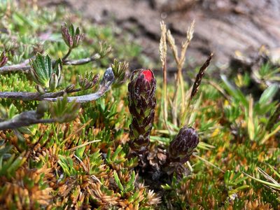 Castilleja paramensis, photographed by Fabien Anthelme