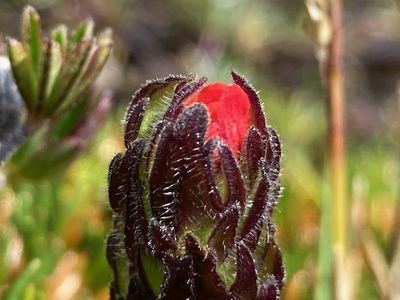 Castilleja paramensis, photographed by Fabien Anthelme