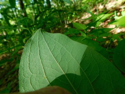 Smilax hugeri, photographed by Michael J. Papay