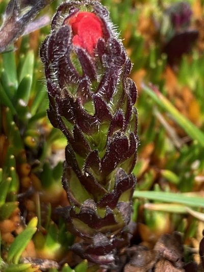 Castilleja paramensis, photographed by Fabien Anthelme