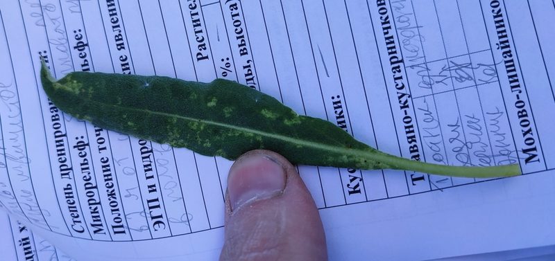 Saussurea amara, photographed by Yurii Basov