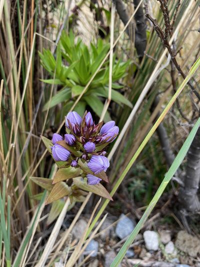 Gentianella selaginifolia, photographed by Fabien Anthelme