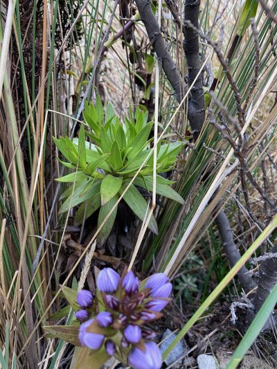 Gentianella selaginifolia, photographed by Fabien Anthelme