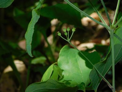 Smilax hugeri, photographed by Michael J. Papay