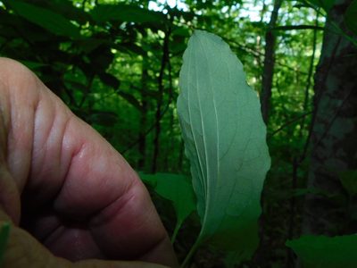 Smilax biltmoreana, photographed by Michael J. Papay