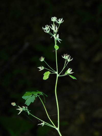 Thalictrum coriaceum, photographed by Michael J. Papay