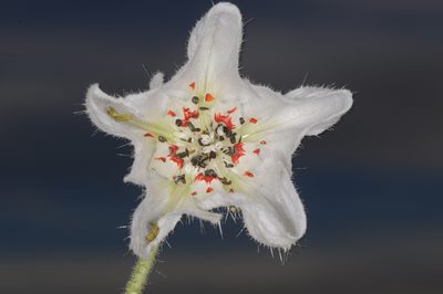 Caiophora clavata, photographed by aacocucci