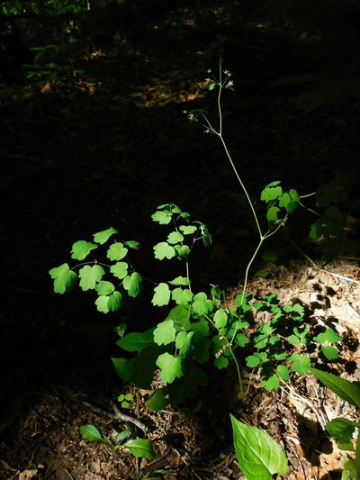 Thalictrum coriaceum, photographed by Michael J. Papay