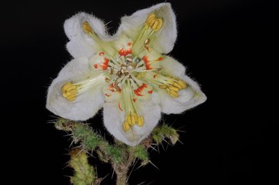 Caiophora clavata, photographed by aacocucci