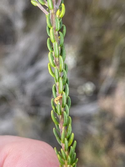 Phylica nigrita, photographed by Dave U