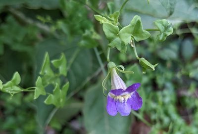 Maurandella antirrhiniflora