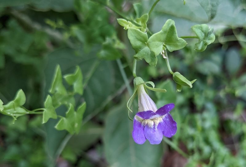 Maurandella antirrhiniflora, photographed by mattmsa