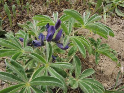 Lupinus pilosus, photographed by katunchik