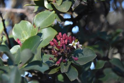 Santalum haleakalae, photographed by Loren Cassin Sackett
