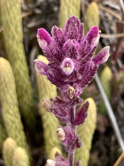 Neobartsia laniflora, photographed by Fabien Anthelme