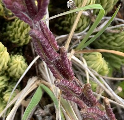 Neobartsia laniflora, photographed by Fabien Anthelme