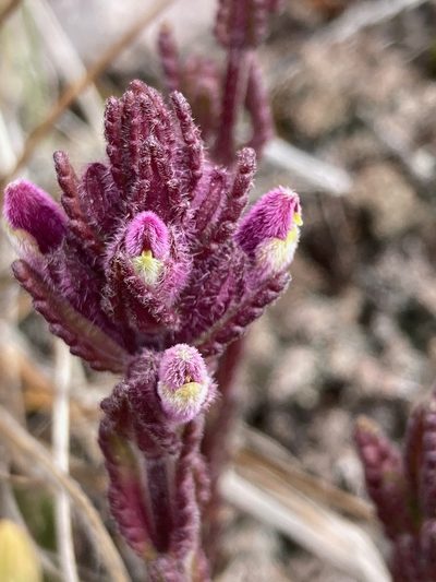 Neobartsia laniflora, photographed by Fabien Anthelme