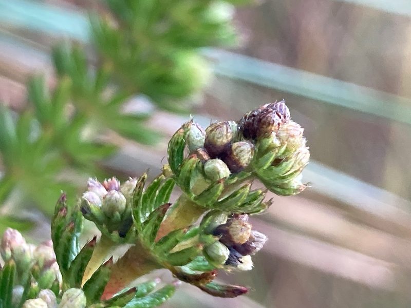 Alchemilla hispidula, photographed by Fabien Anthelme