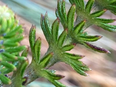 Alchemilla hispidula, photographed by Fabien Anthelme
