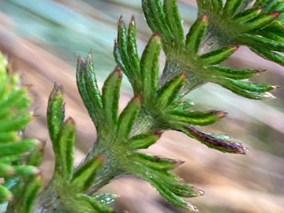Alchemilla hispidula, photographed by Fabien Anthelme