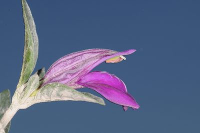 Poikilacanthus tweedieanus, photographed by aacocucci