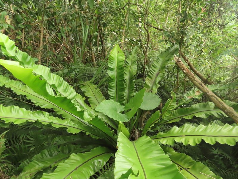 Asplenium setoi, photographed by chiuluan