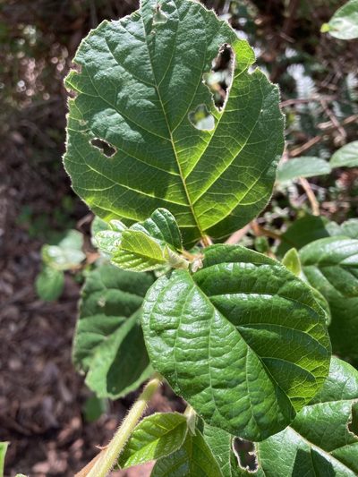 Trymalium odoratissimum, photographed by pimelea