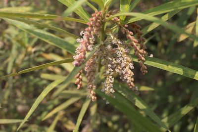 Homonoia riparia, photographed by Dinesh Valke