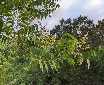 Sapindus drummondii, photographed by mattmsa