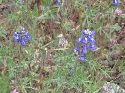 Lupinus bicolor, photographed by Dorothy Johnson