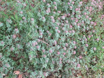 Trifolium hirtum, photographed by Dorothy Johnson