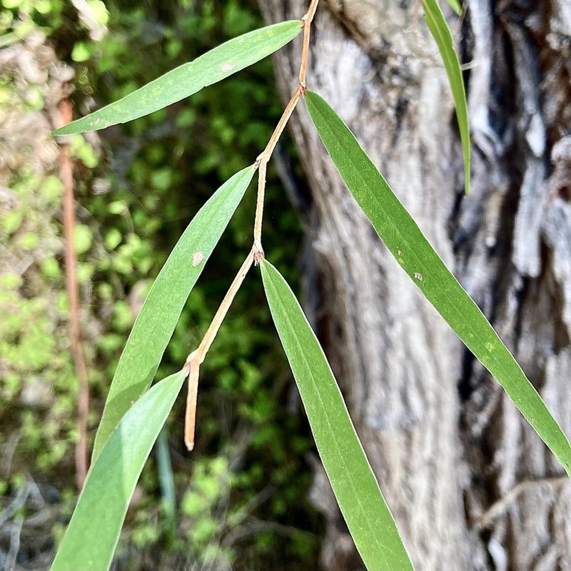 Agonis flexuosa, photographed by pimelea