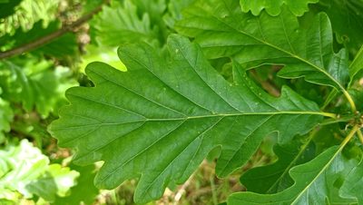 Quercus petraea, photographed by vetch10