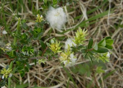Salix repens, photographed by Jon Mortin