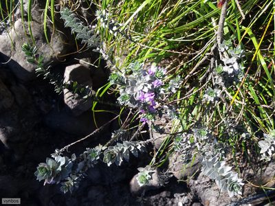 Amphithalea imbricata, photographed by Chris Vynbos
