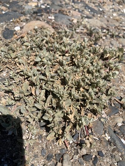 Atriplex watsonii, photographed by Stevie Steele