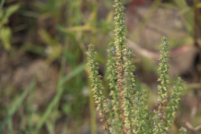 Salvia plebeia, photographed by Dinesh Valke