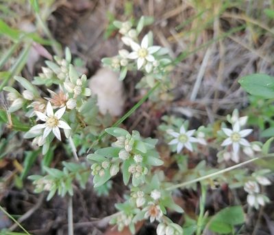 Sedum hispanicum, photographed by Petr Harant