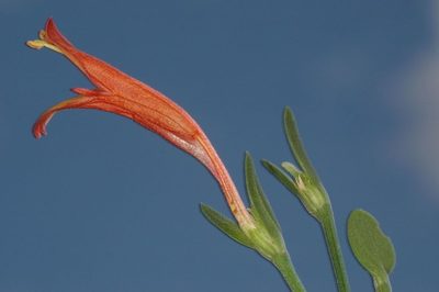 Dicliptera scutellata, photographed by aacocucci