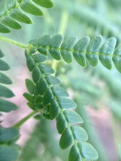 Acacia pentadenia, photographed by pimelea