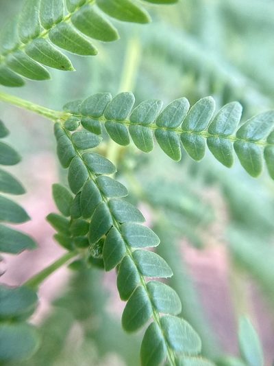 Acacia pentadenia, photographed by pimelea