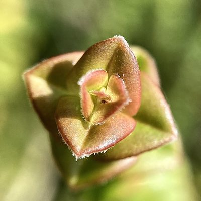 Hypocalymma cordifolium, photographed by pimelea